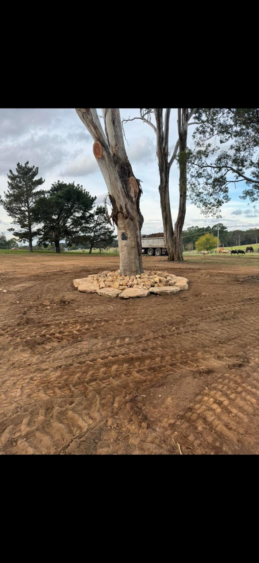 Sandstone ring around feature gum tree